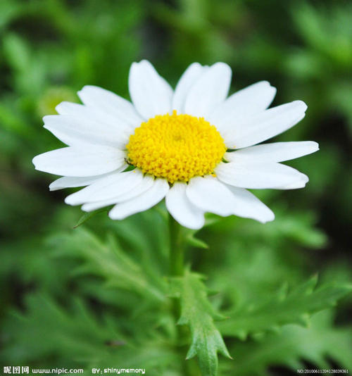 一个很好的章节描述了菊花