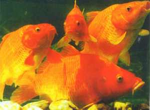 最艰难的绕口令：红鲤鱼，绿鲤鱼和驴