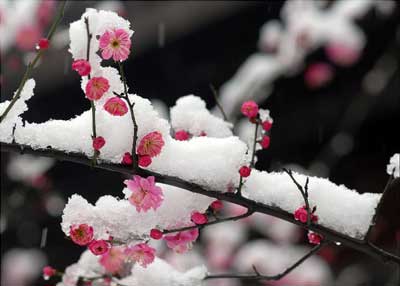 描绘梅花的片段