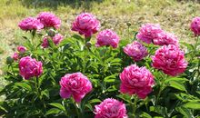 陈与义：咏牡丹·一自胡尘入汉关