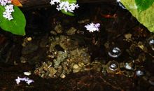 朱淑真：落花·连理枝头花正开