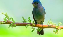 保护鸟类的广告语