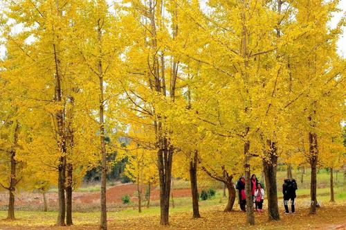 陆本忠：回到连州洋山
