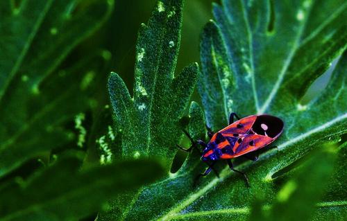 描绘昆虫的片段