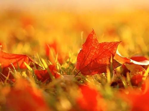 张晓峰：秋天·秋天