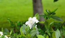 《盛开的栀子花》读后感