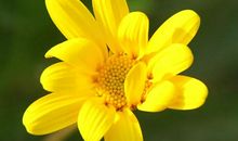 写牛的优美句子