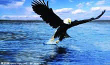 兔子碰到老鹰的歇后语