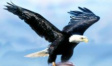 关于老鹰捕食的歇后语