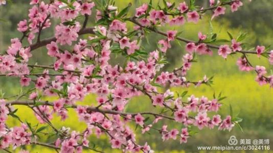 王枣：春天，春天有点阳光