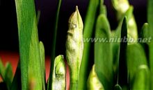 水仙不开花的歇后语