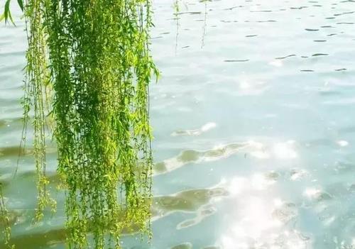 曾巩:刘勇·混沌的小条还没变黄