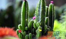 描写仙人掌的好句