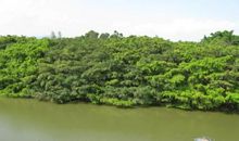 巴金：鸟的天堂