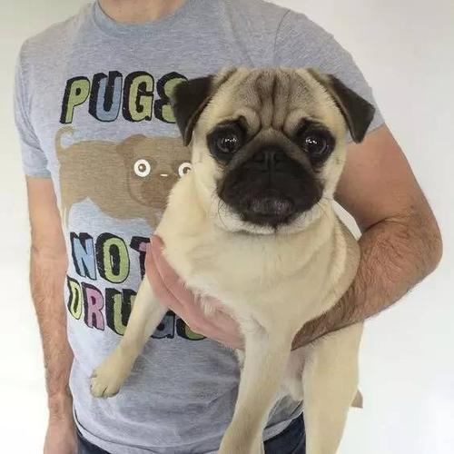 描述狗的动作的片段