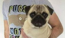 描写狗的动作的句段