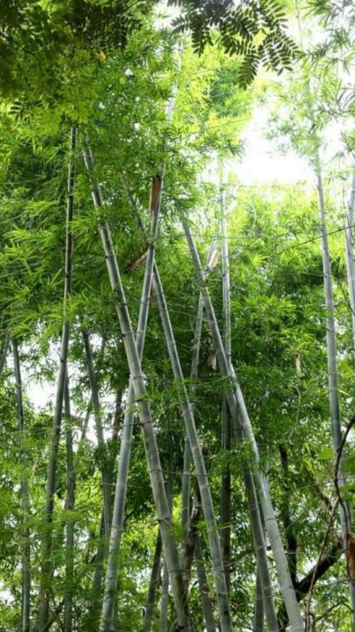 张顺民:村民房·碧田竹篱下的水