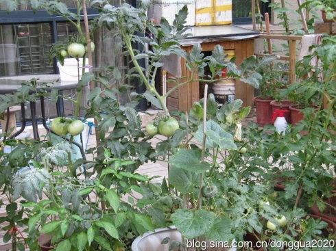 巴金:宁静的花园