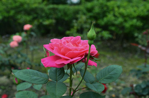 一个描述玫瑰花朵的好句子