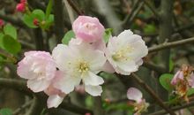 描写海棠花的好句好段