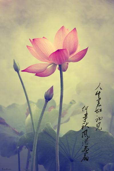 如果生活只有第一句话那么美