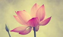 人生若只如初见的唯美句子