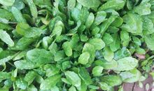 张晓风：眼种四则