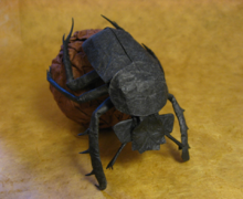 蟾蜍,蝎子,狗屎,贝壳,甲虫