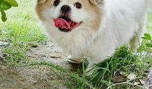 狗挑门帘歇后语