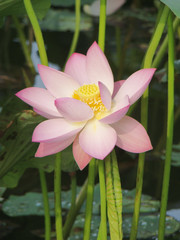 描述莲花的短语