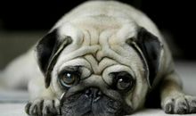 哈巴狗上粪堆歇后语