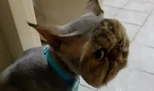 爆笑挤兑人的歇后语