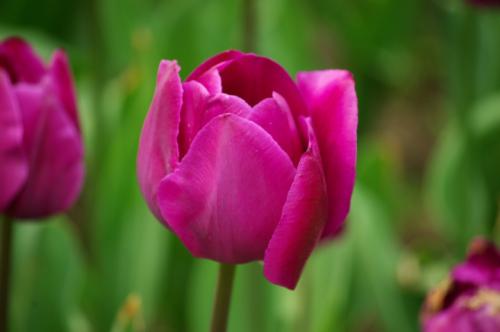 一段描述郁金香的好文章