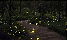 关于萤火虫的歇后语