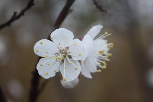 寇准:刘·萧,烟熏杏花