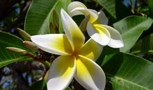 经典语录：你不是最好的，但是有你，却比什么都好