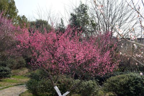 鲍钊:梅花和中庭中的许多树木