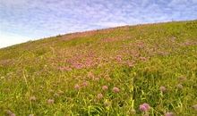 描写春天田野的好句好段