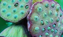 开讲啦戴维·阿滕伯格演讲稿：不要忘记我们对大自然的亏欠