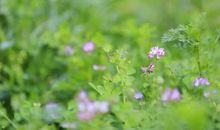 最好的心境是随遇而安