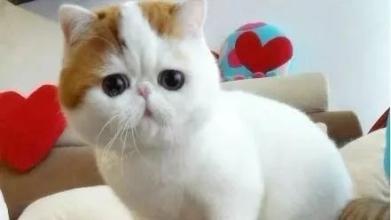 这是四个短篇小说,它们将使您终生难忘