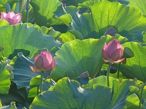 描述夏花的一段