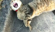 安妮宝贝：乔和我的情人节