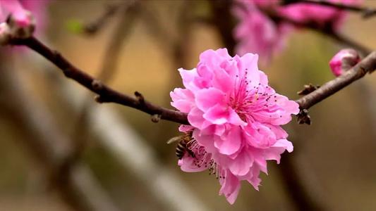 形容桃花的句子