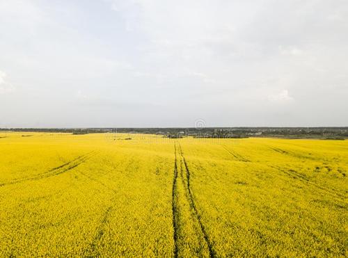 用晴朗的天气写句子
