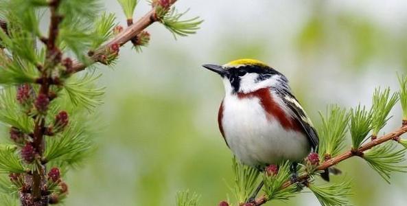 句子突然而明亮地描述