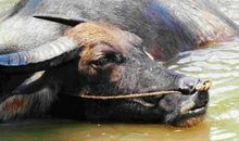 毕淑敏：匣子里的水牛