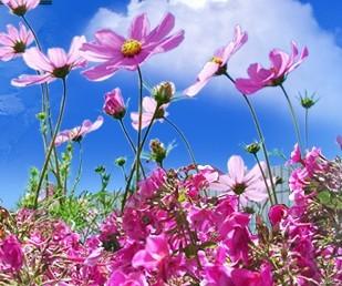 一路读完格桑花之后