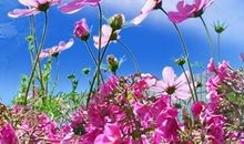 一路格桑花读后感