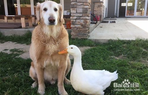 狗扔鸭子的寓言性说法